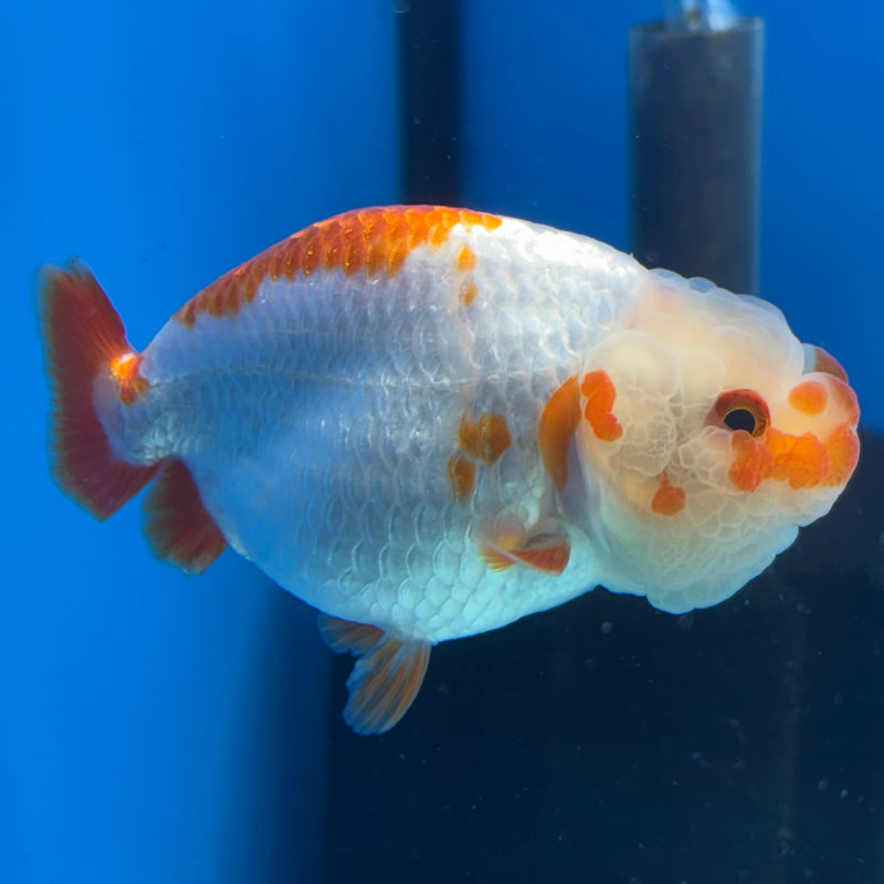 Thai Ranchu Red/White 3” Body Male(CK-992)R3B03