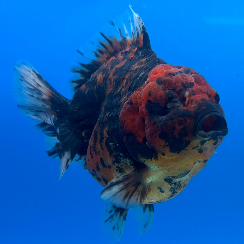 Thai Oranda Calico Tiger 3.5” Body Female(CK-1512)BLUETUB-D