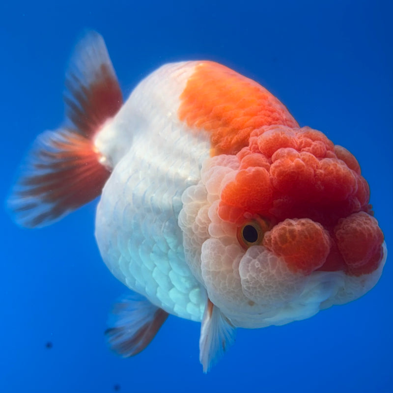 Thai Ranchu JUMBO Red/White 4.5” Body Female(CK-1317)SHOWTANK2