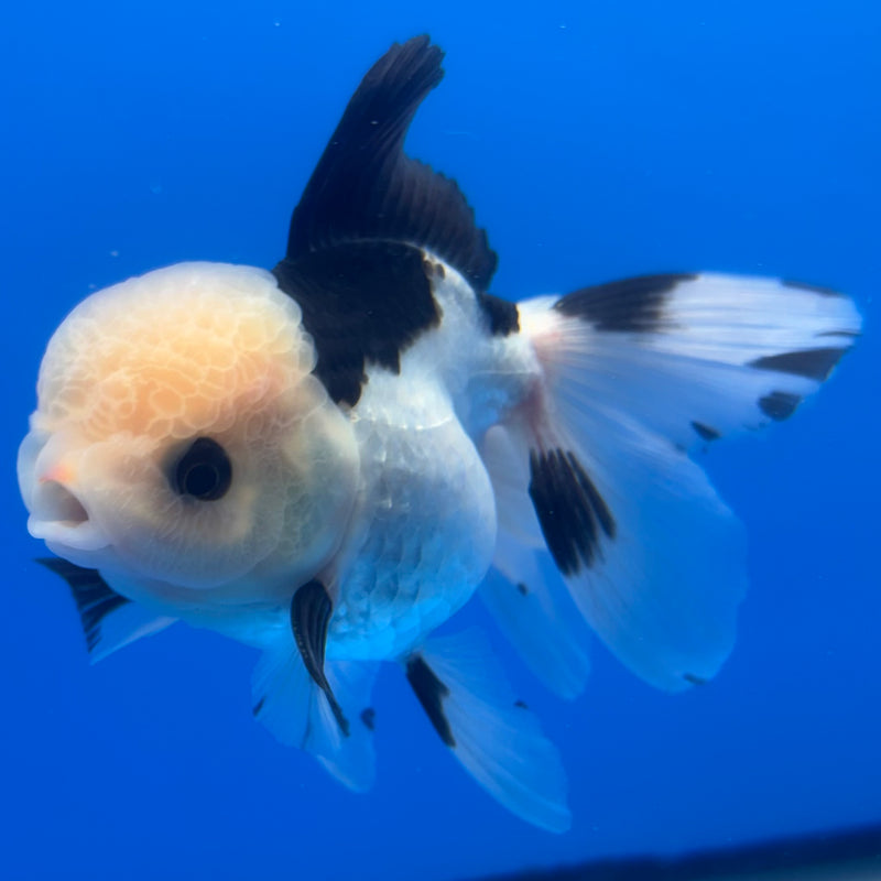 Thai Oranda Panda 3” Body Male(CK-1380)R1B11