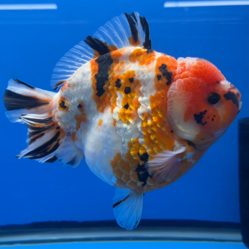 Thai Premium Jumbo Oranda Yuanbao Tri-Color Calico Tiger 4.5” Body Male(CK-761)R1BlueTub4