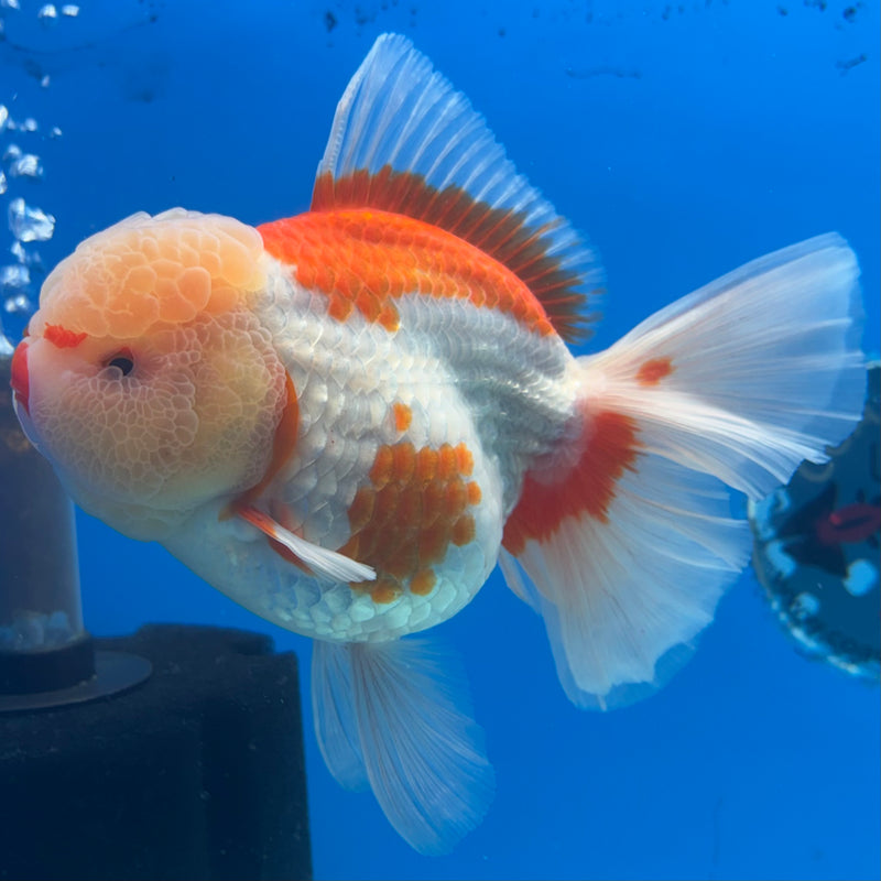 Thai Jumbo Oranda Lemon Head Red/White 4” Body Female(CRP-CK-1081)BLUETUB2