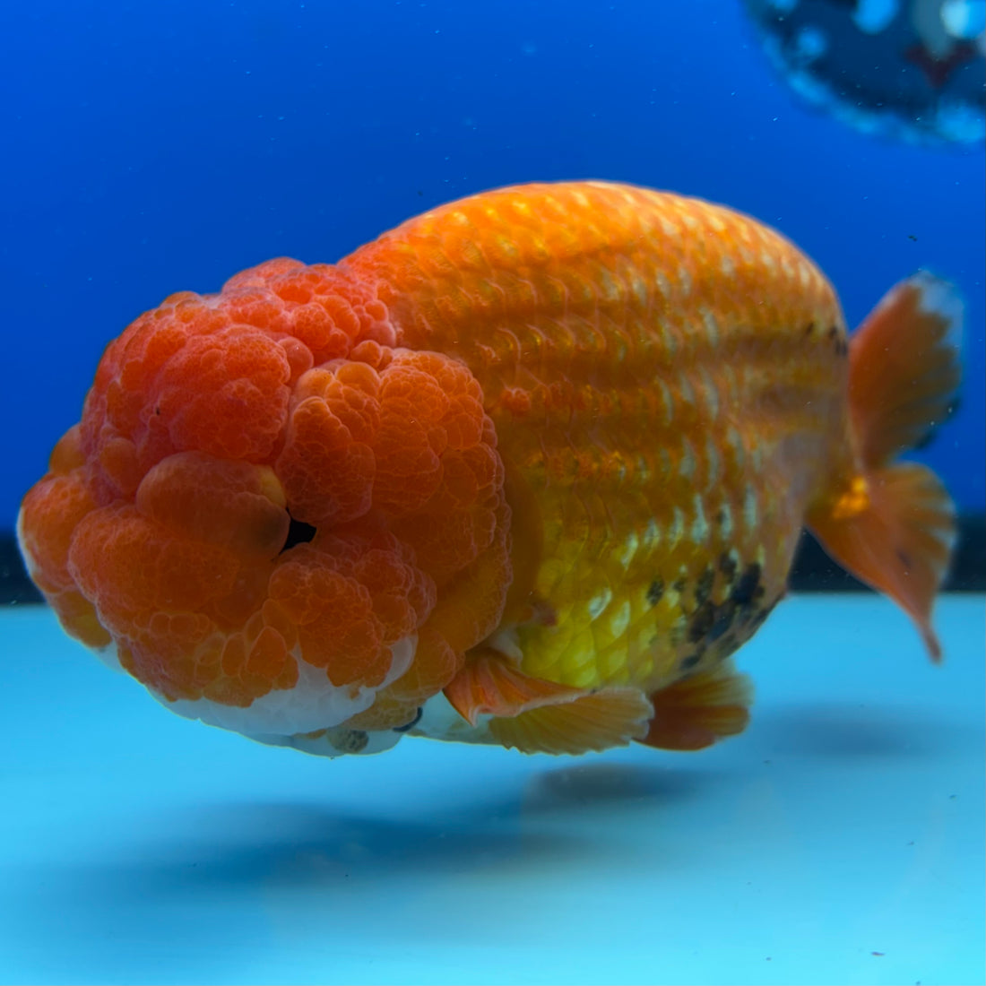 Thai Ranchu JUMBO Red/White 4.5” Body Male(CK-1555)BLUETUB-A