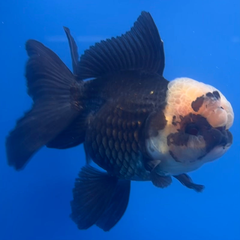 Thai Oranda Panda 3” Body Female(CK-1225)R1B08