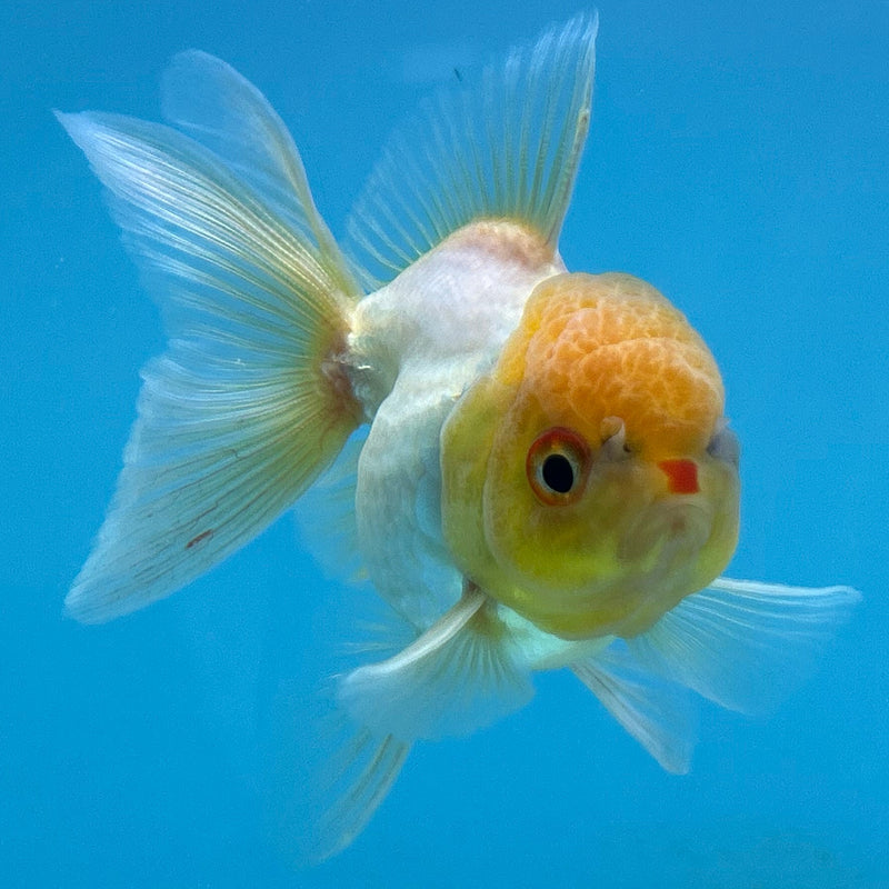 Thai White Lemon-Head Oranda 2.5“Body Male (JCD-149)R4C05