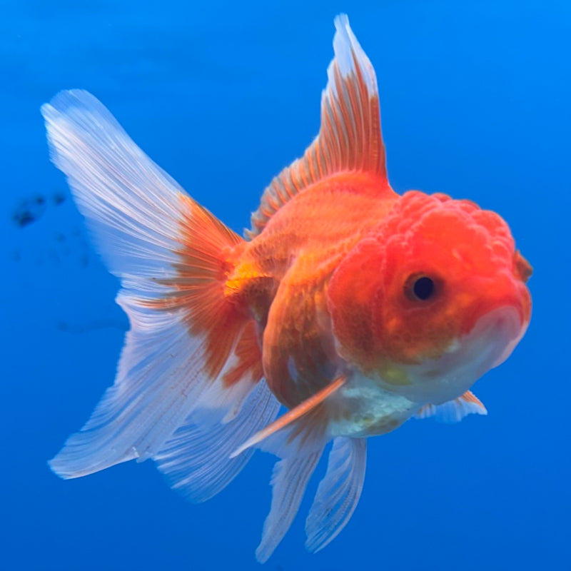 Thai Oranda Red/White 2” Body Male(CK-1281)R3B03