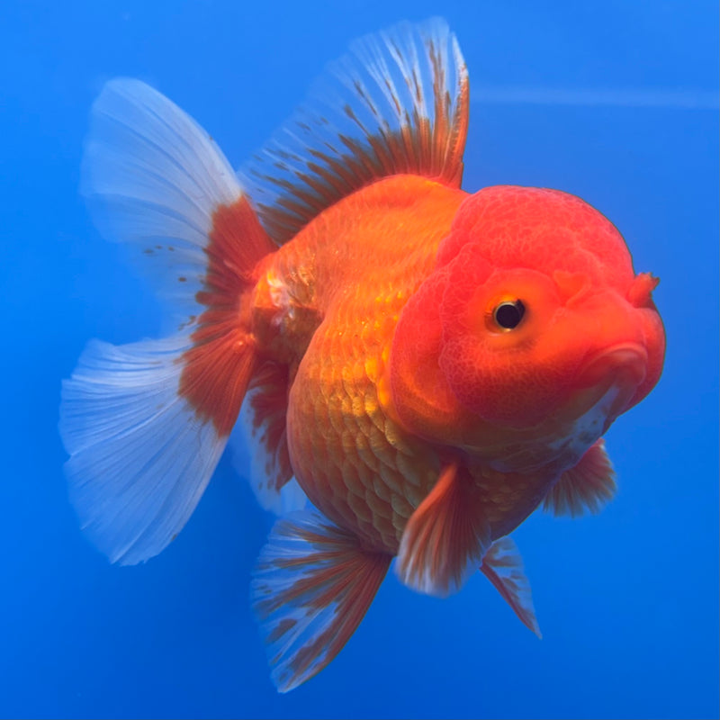 Thai Oranda Red/White 4” Body Female(CK-813)R1A02