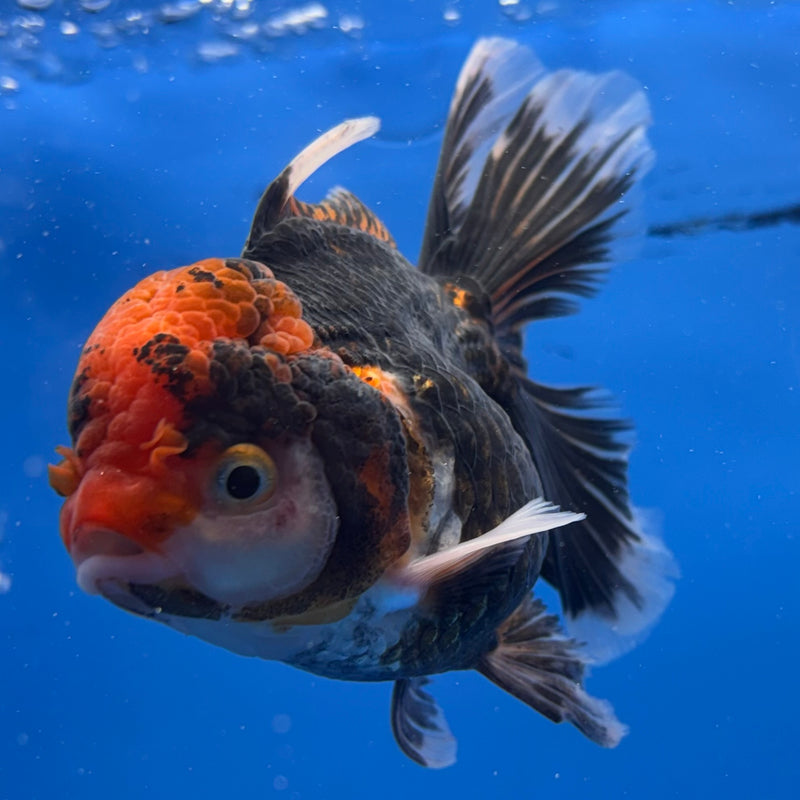 Thai Oranda Apache 3” Body Female(CK-957)R3B13