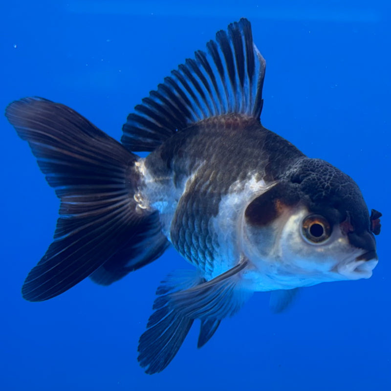 Thai Oranda Panda 2.5” Body Male(CK-1301)R3B16