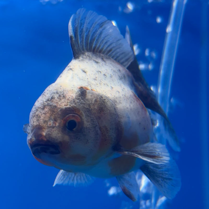 Thai Oranda SHOGUN 2.5” Body Male(CK-798)R1B04