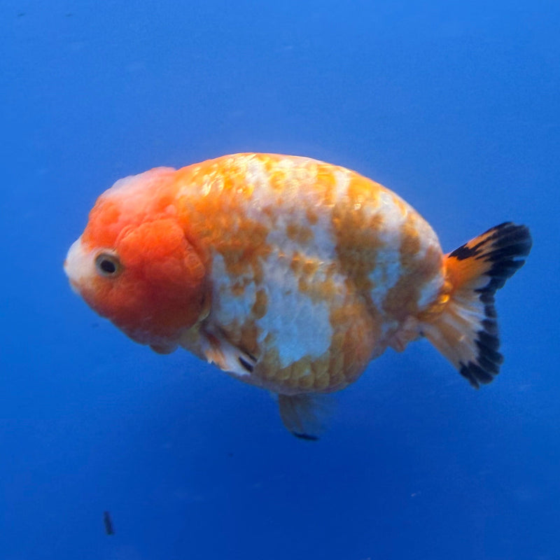 Chinese Ranchu Red & White Calico 3.5in Female (FEB-305)R2A05
