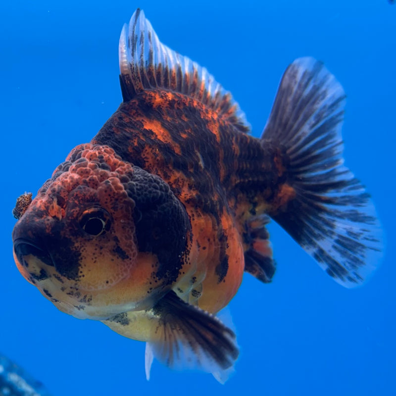 Thai Oranda SHOGUN 3” Body Male(CK-1160)R3A09