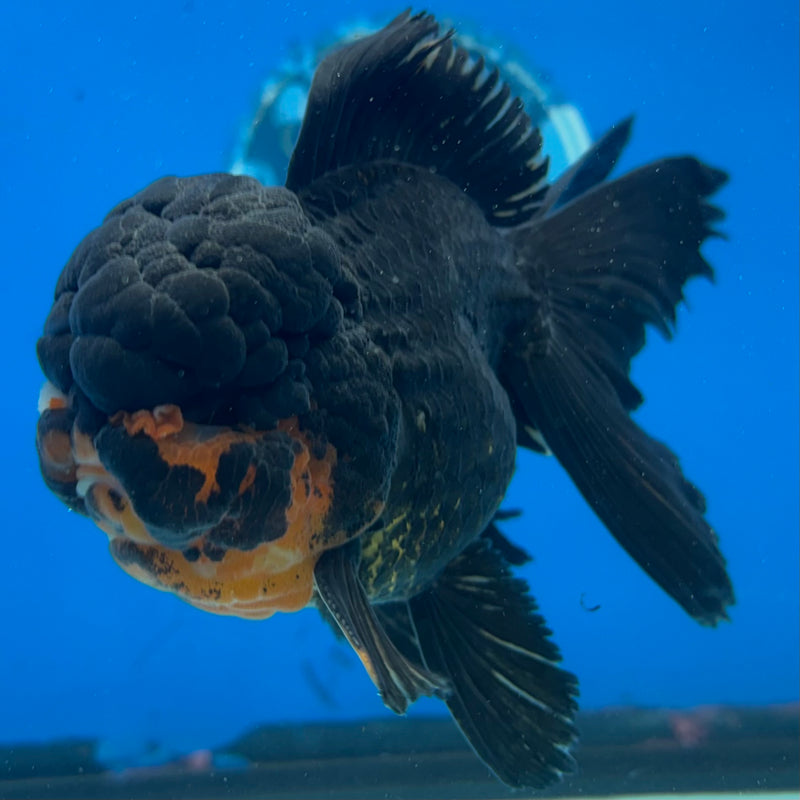 Thai Oranda Black Body Red Cap 3” Body Female(CK-1508)R2A04