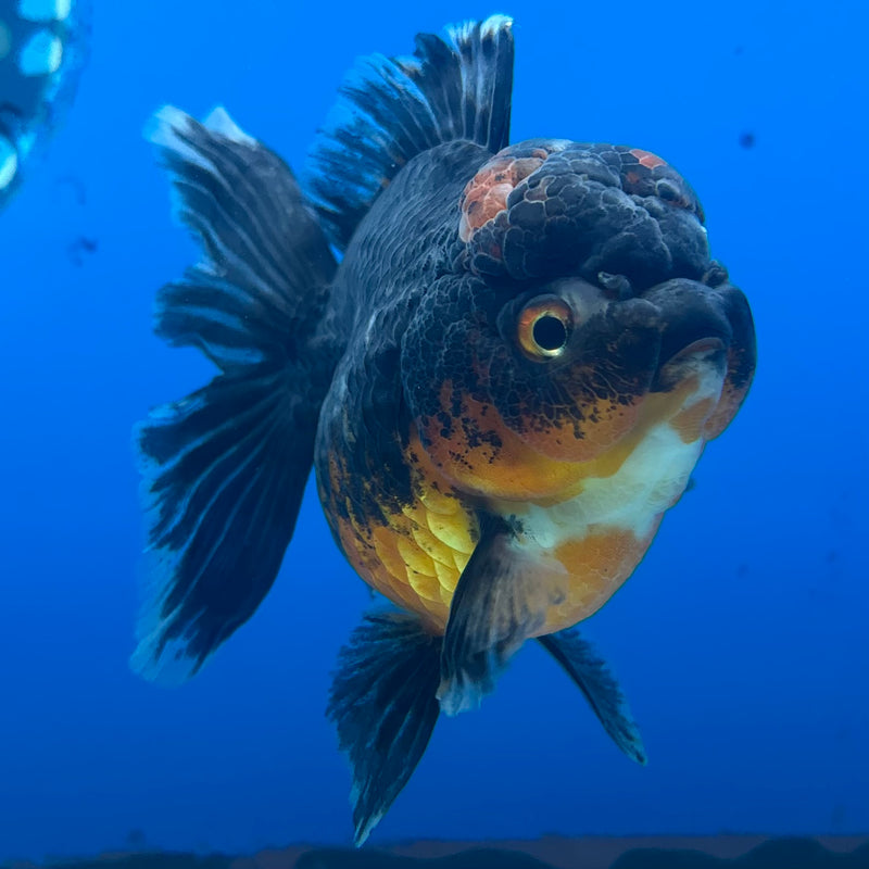 Thai Oranda Calico Yuanbao by SHOGUN 3” Body Female(CK-1202)SHOWTANK