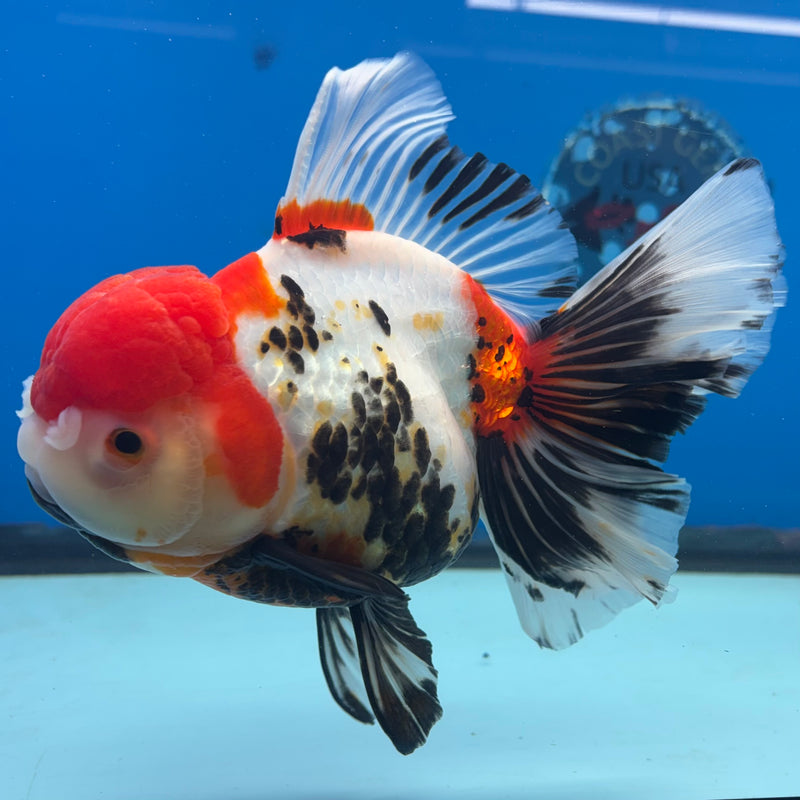 Thai Oranda Tri-Color 4.5” Body Male(CK-1486)R2B18