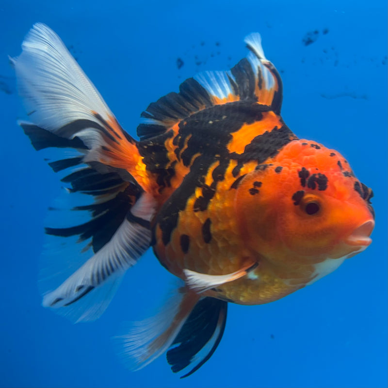 Thai Oranda Tiger Calico 3” Body Female(BIN-CK-1055)SHOWTANK2