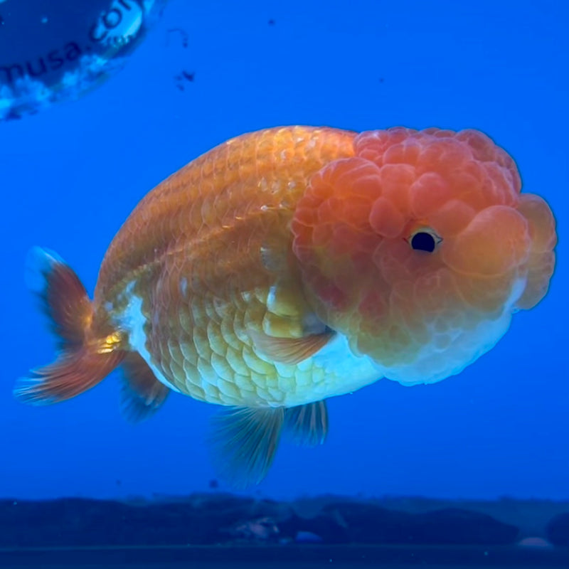 Thai Ranchu Red/White 3.5” Body Female(CK-1126)R1B05