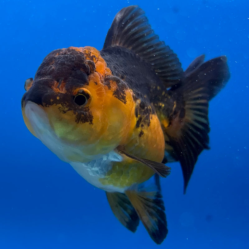 Thai Oranda Apache 2.5" Female(CK-1550)R3A16