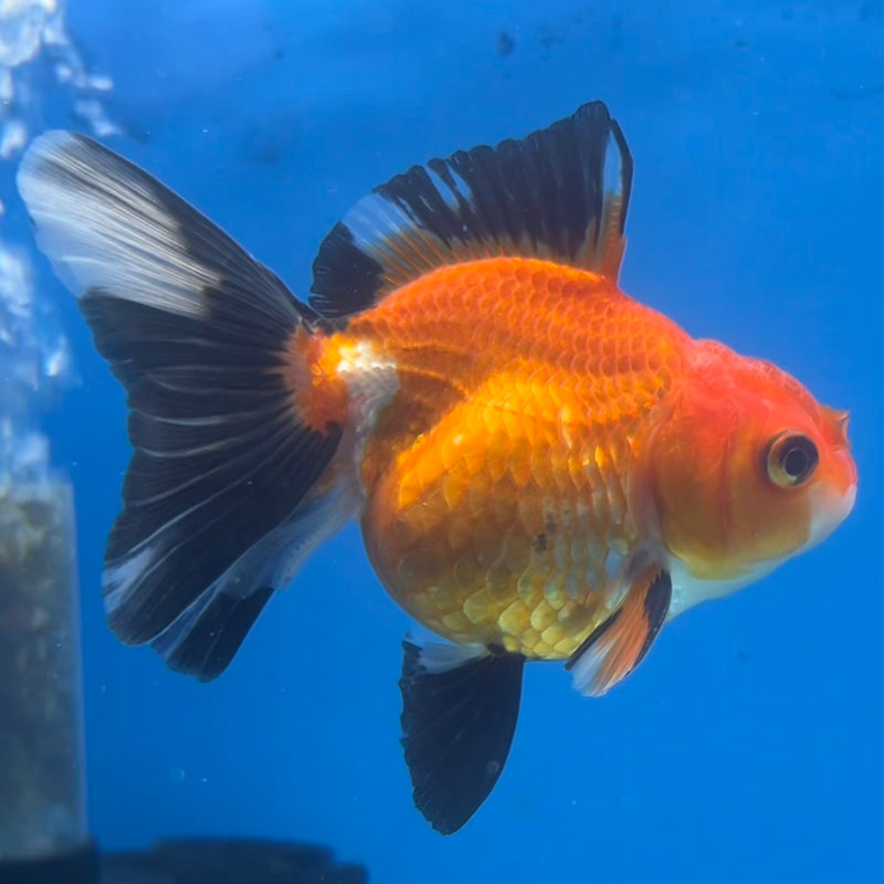Thai Oranda Apache 2.5” Body Male(CK-1423)R3B19