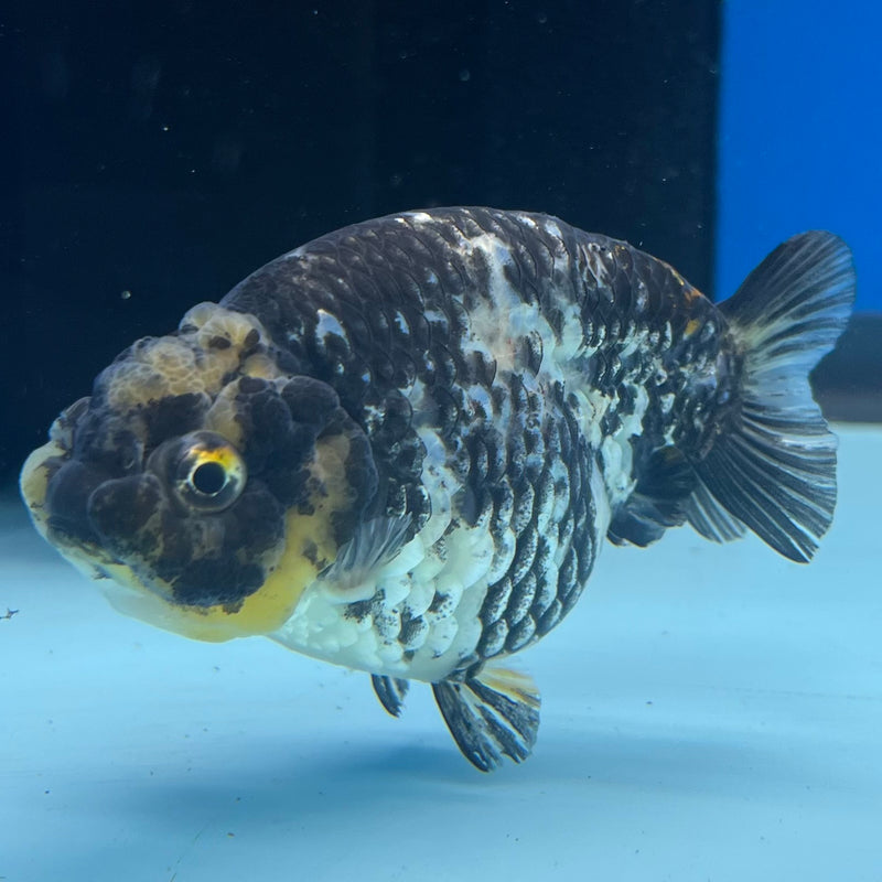 Thai Ranchu Lemon Head Granite Calico 3” Body Male(CK-1384)R1A09