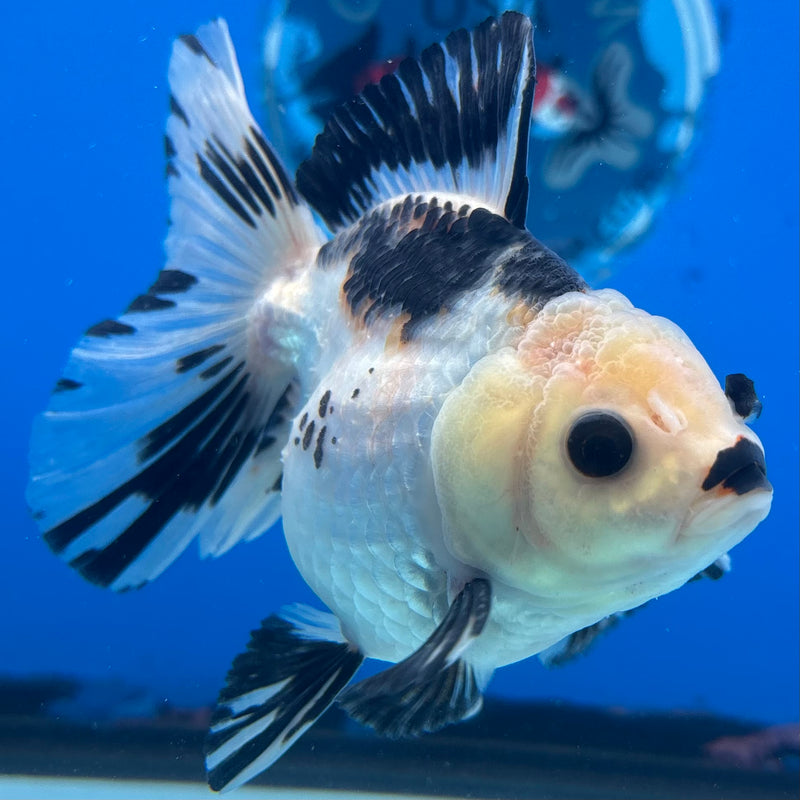 Thai Oranda Panda 3” Body Male(CK-1403)R1B09