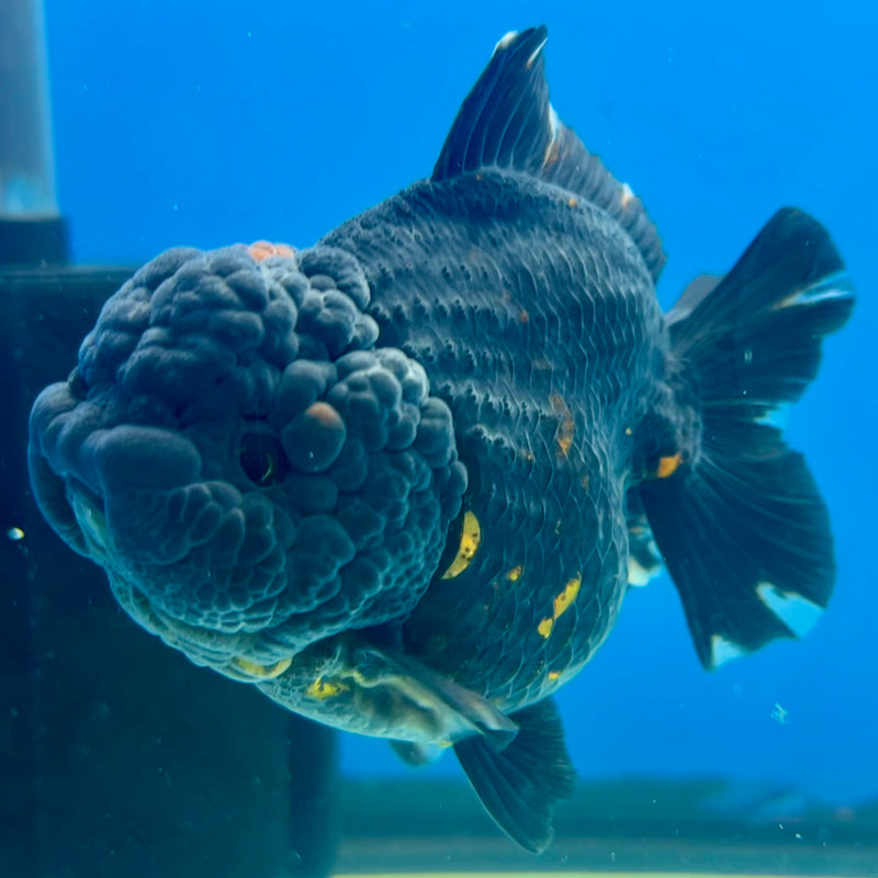 Thai Oranda Tri-Color 3” Body Female(QGF-CK-1100)SHOWTANK