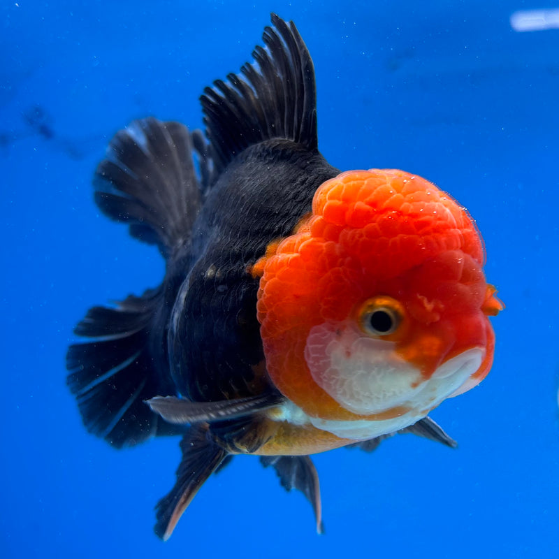 Thai Oranda Apache 3.5" Male(CK-1540)R2A07