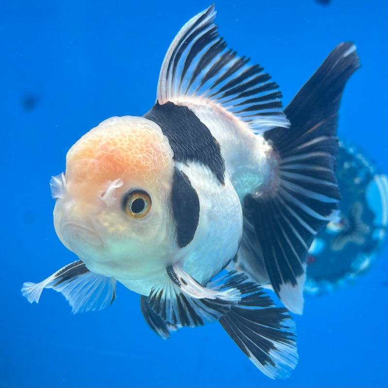 Thai Oranda Panda 3.5” Body Female(CK-917)R1BLUETUB4