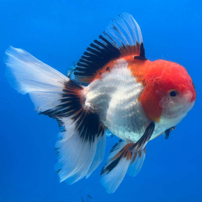 Thai Oranda JUMBO Tri-Color/Apache 4” Body Male(CK-1366)R1B12