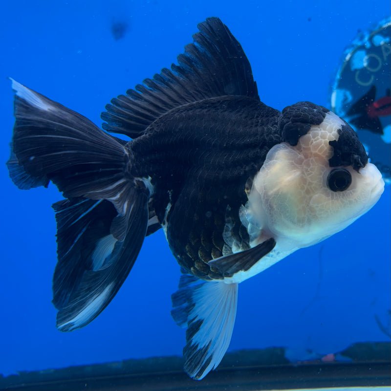 Thai Oranda Panda 3.5" Female(CK-1532)R2A05