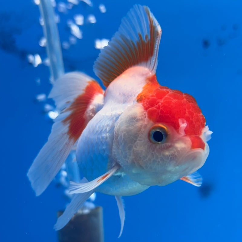 Thai Oranda Red/White 2” Body Female(CK-1271)R3B05