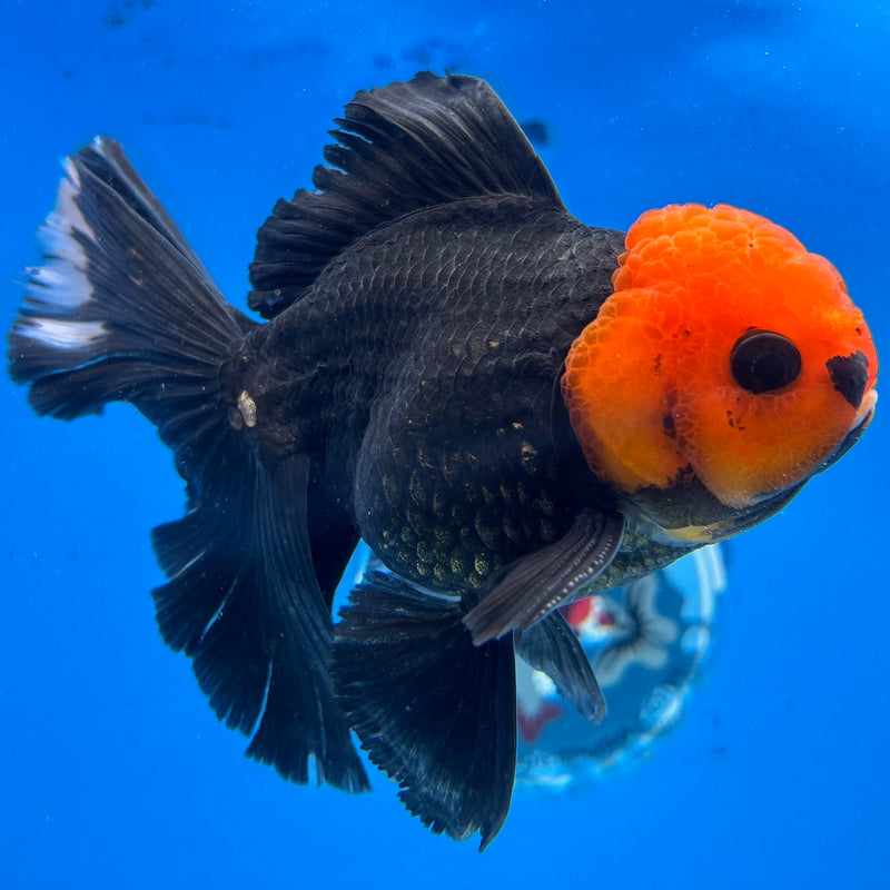 Thai Oranda Black Body Red Cap 3.5" Male(CK-1541)R2B13