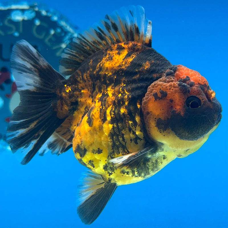 Thai Oranda Calico Tiger Yuanbao by SHOGUN 3” Body Male(CK-1169)R3A06