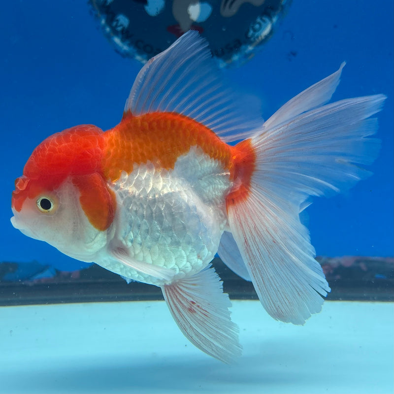 Thai Oranda Red/White 3” Body Female(CK-955)R3B17