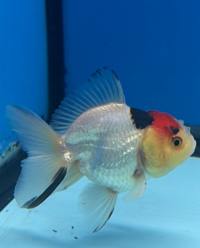 Thai Oranda Tri-Color 2.5” Male (FEB-268)R3A09