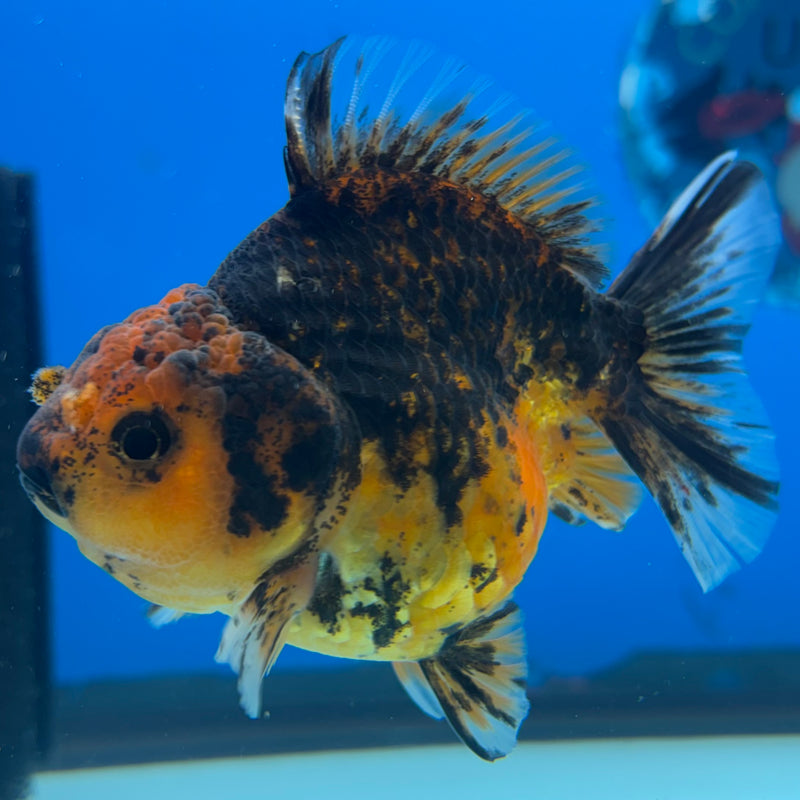 Thai Oranda SHOGUN 3” Body Female(CK-1153)R3A10