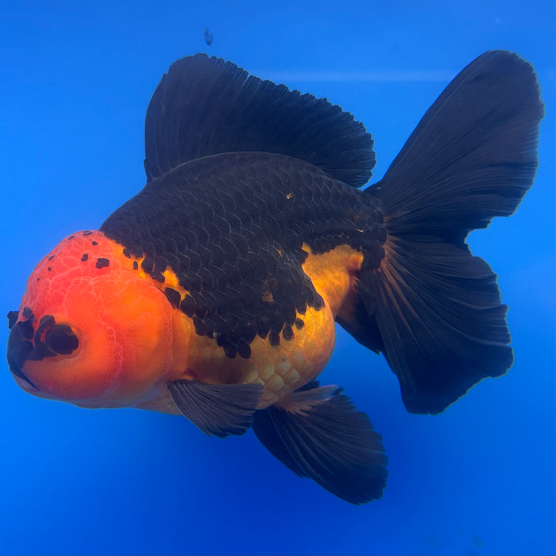 Thai Oranda Apache 4” Body Female(CK-816)R1A04