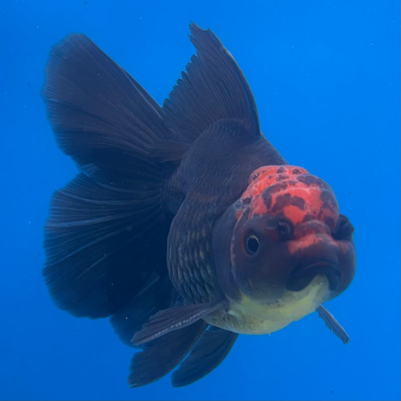 Thai Oranda Black Body Red Cap 3” Body Male(CK-1408)R1B09