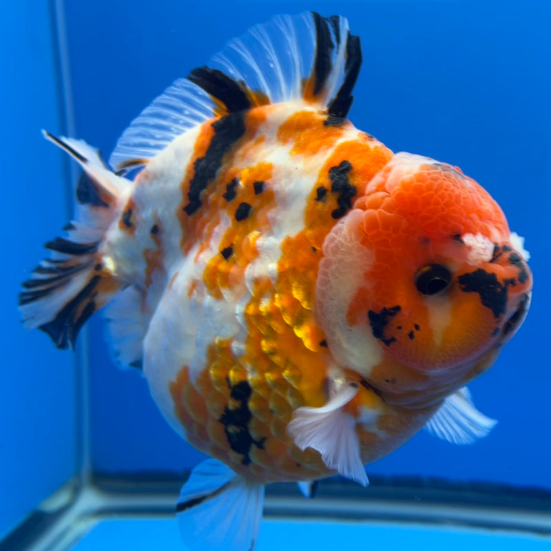 Thai Premium Jumbo Oranda Yuanbao Tri-Color Calico Tiger 4.5” Body Male(CK-761)R1BlueTub4