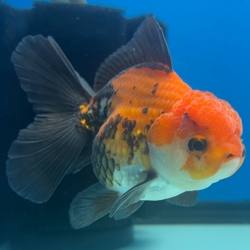 Thai Oranda Apache 2.5” Body Male(CK-849)R3B18
