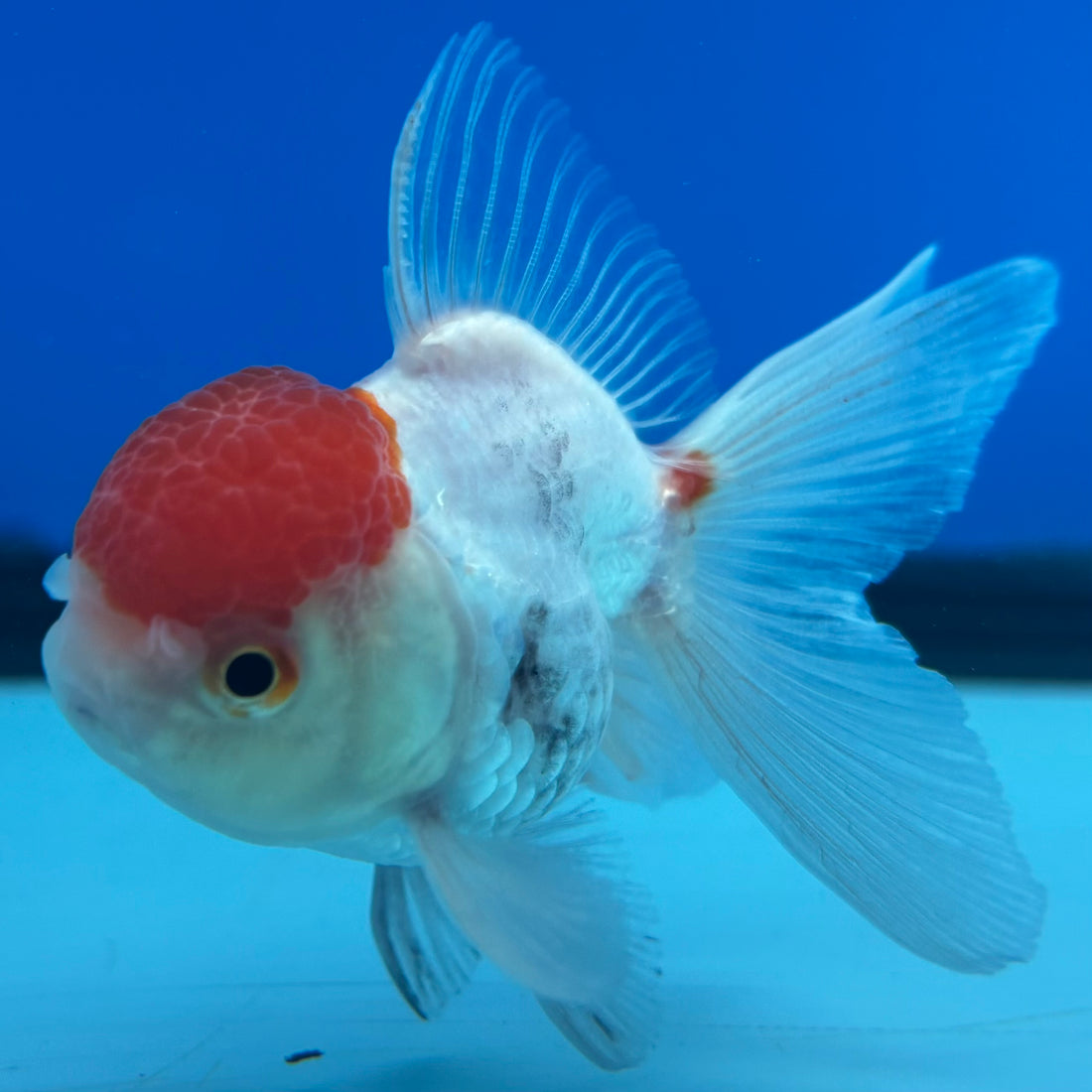 Thai Oranda White Body Red Cap 2” Male (CK-1560)R3A09