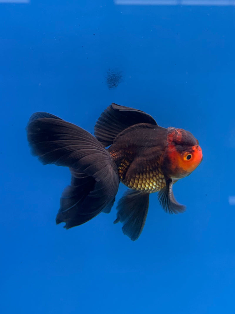 Thai Oranda Apache 2.5” Male (FEB-313)R3B08