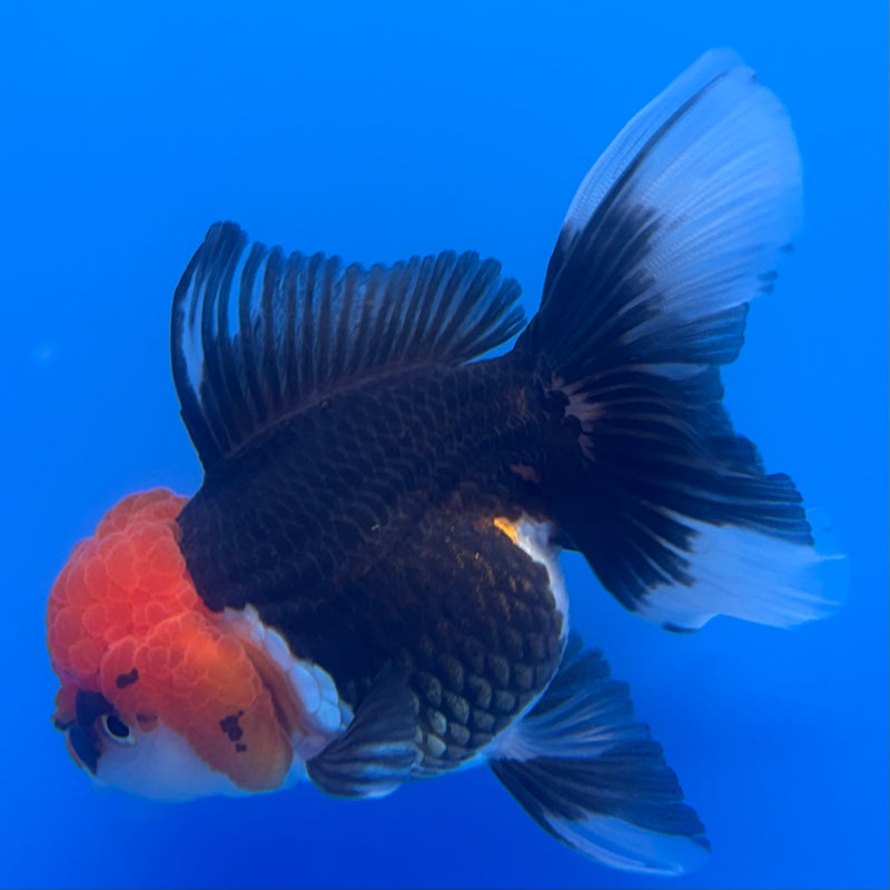 Thai Oranda Tri-Color 3” Body Female(CK-722)R1A01