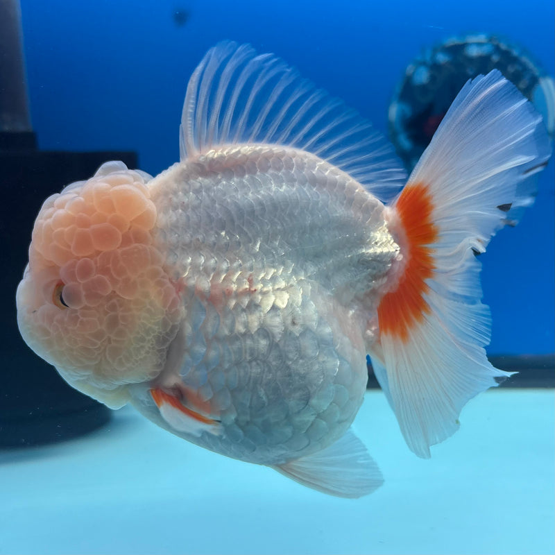 Thai Jumbo Oranda Lemon Head Red/White 4” Body Female(CRP-CK-1080)BLUETUB2