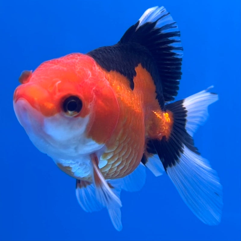Thai Oranda Apache 2.5”Body Male(CK-744)R3B20