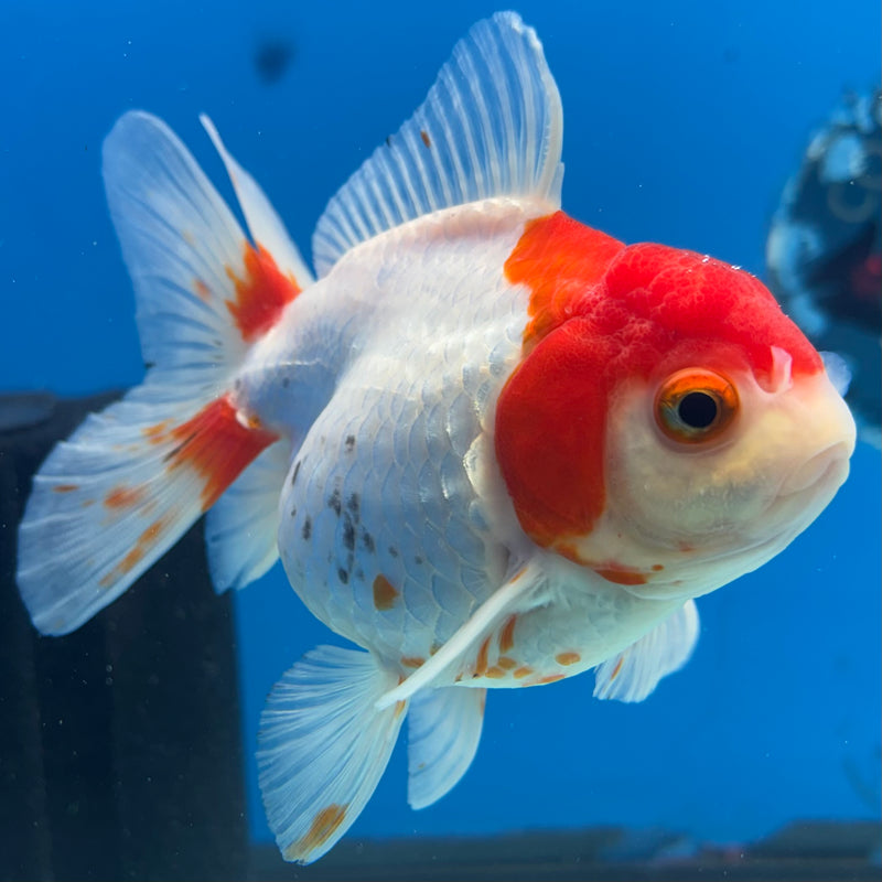 Thai Oranda Red/White 3.5” Body Female(QGF-CK-1078)SHOWTANK