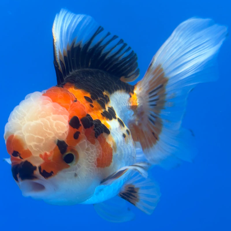 Thai Oranda Tri-Color/Apache 3” Body Female(CK-1376)R1B11