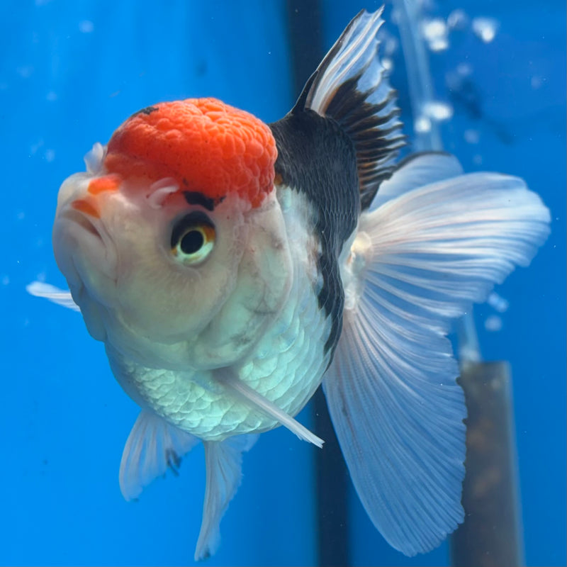 Thai Oranda Tri-Color 3.5” Body Female(CK-923)R1BLUETUB4