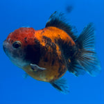 Thai Oranda Calico Yuanbao by SHOGUN 2” Body Female(CK-1593)R3B08