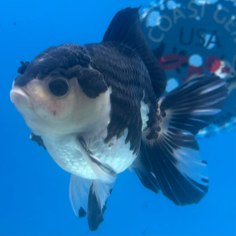 Thai Oranda Panda 3” Body Male(CK-1428)R3B18